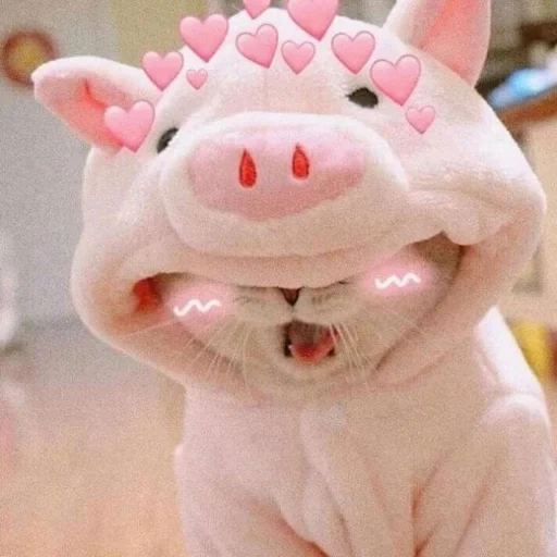 piggy meme, baby animals, les animaux sont mignons, animaux joyeux, museau animal drôle