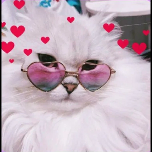 óculos rosa, gatos fofos são engraçados, copos rosa de gato branco