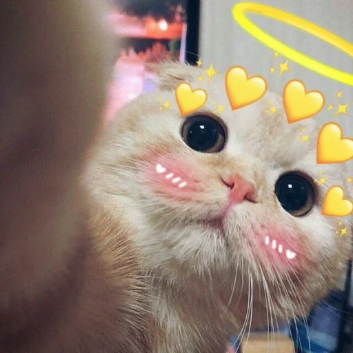 милые котики, милый котик мем, милашные котики, милые коты пикчи, котики мемы милые