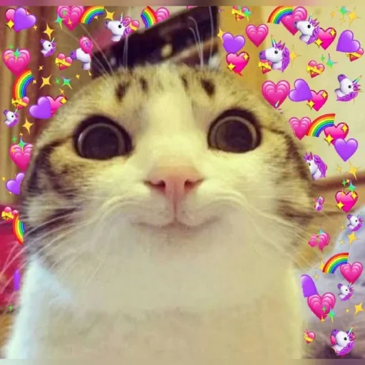 gato, meme de kitty, gatos, o meme está satisfeito, meme de gato sorridente