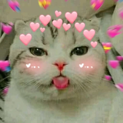 gatos lindos, lengua de gatito, el gato está atrapado en la lengua, lindos gatos con corazones, lindo gato con corazones por encima