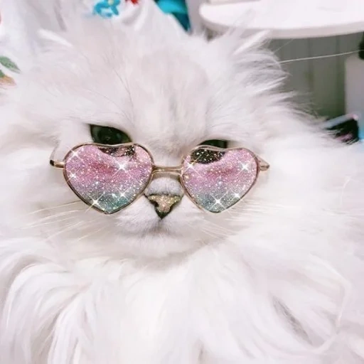 good morning, cat pink glasses, white cat pink glasses