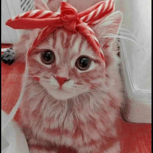 kucing, seekor kucing dengan busur, fantik cat, seekor kucing dengan busur, kucing gila