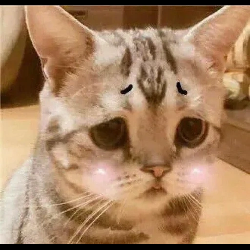 грустный кот, грустный котик, очень грустный кот, грустный кот порода, очень грустный котик