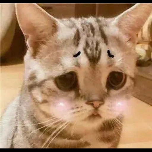 gato triste, gato triste, um gato muito triste, raça de gato triste, um gato muito triste