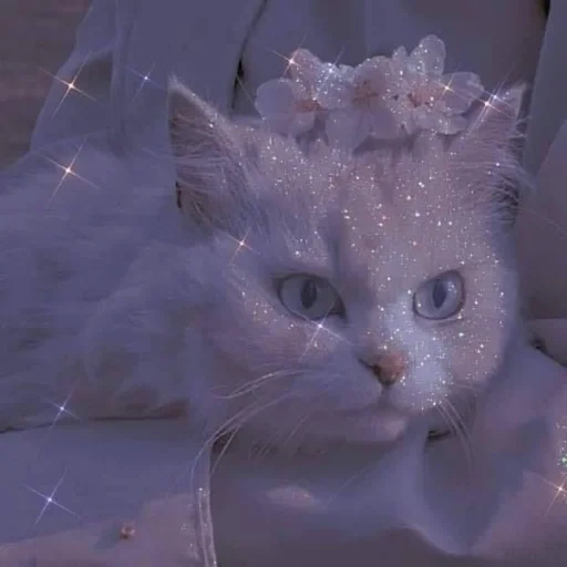 милые котики, cat aesthetic, животные милые, cat purple cheeks, cat blue aesthetic