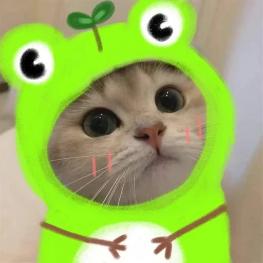 cat, animals are cute, cat versus toad, cute cat hat, a charming kitten