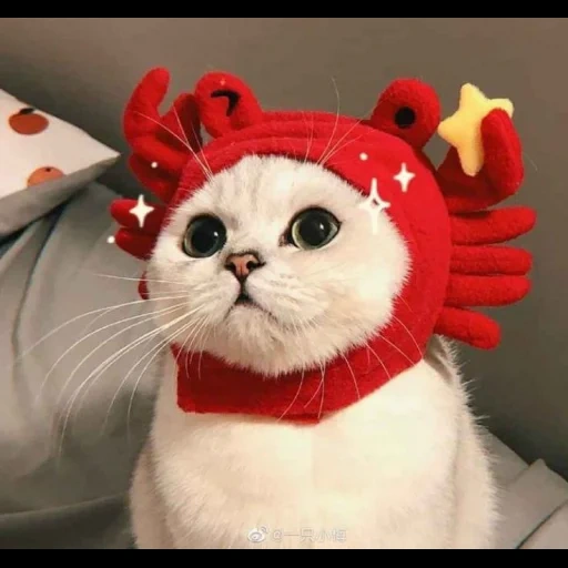 focas, instagram, lindo sello, animales lindos, lindo gato es divertido
