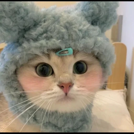 gatto, gatti carini, cappello da gattino, nastya kamensky, un simpatico cappello da gatto
