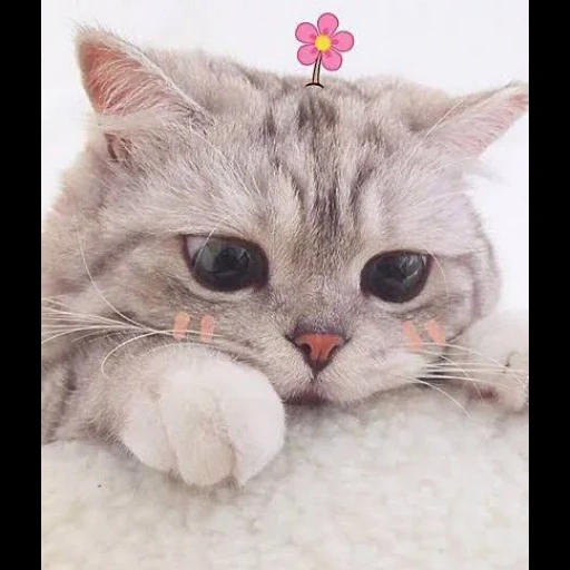 cute cat, lovely seal, baby seal, cute cat aesthetics, lovely heart cat