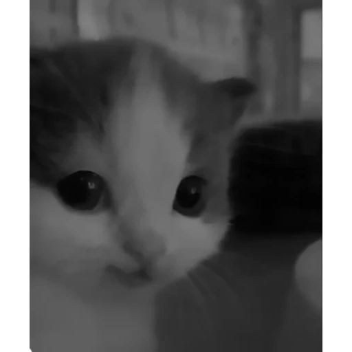 gato, gato, gatos, meme de gatinho, um meme de gatinho fofo