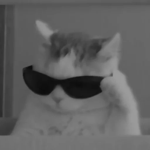 dasha, what you see, cool cat meme