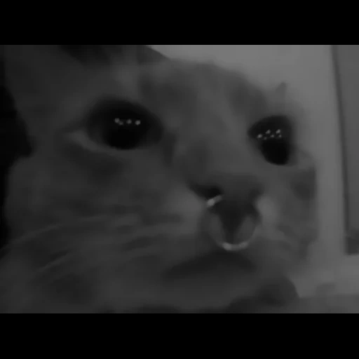 gato, gato, meme de gato, o gato é engraçado, o gato é um nariz perfurado