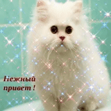 пушистый кот, пушистая кошка, белый персидский кот, белый пушистый котенок, белая персидская кошка