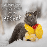 кот снег, зима коты, кот весна, снежное утро, зимние котики