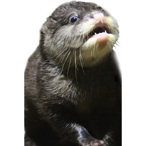otter, loutre de mer, petits loutres, otters gotta ott, otter sur fond blanc