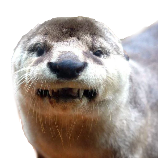 otter, hey smile, sea otter, little otter, otter animal