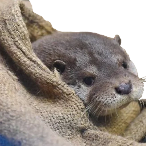 otter, museau de loutre, loutre de mer, petits loutres, otter animals