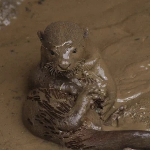mar, die katze, die schlammkatze, in the mud, der fluss otter