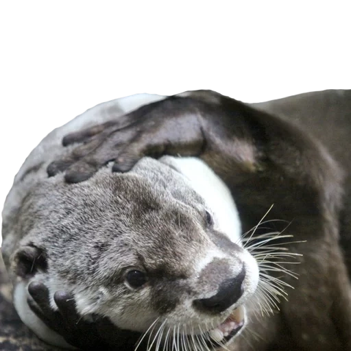 otter, phoques, otter, phoques, phoques et phoques