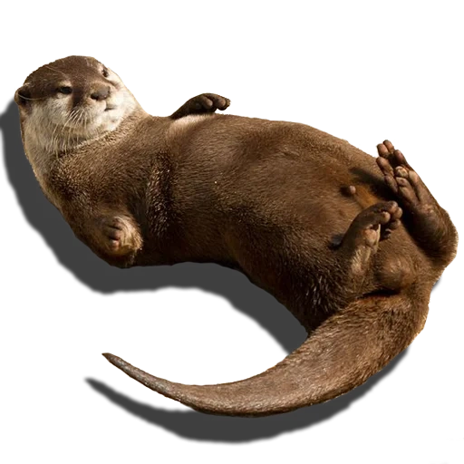 der otter, der otter, der kleine otter, otter ohne knochen, der otter