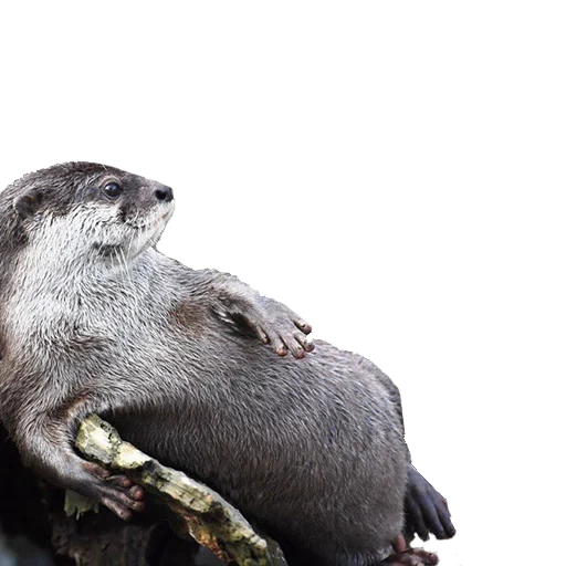 die tiere, der otter frisst, tierwelt, große tiere, smooth coated otter
