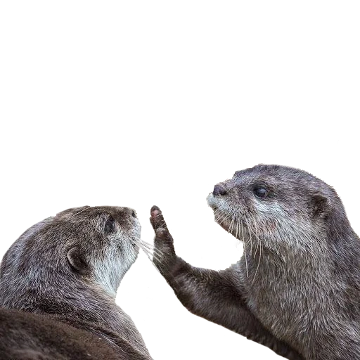 otter, otter, otter sweetheart, petits loutres, otter animals