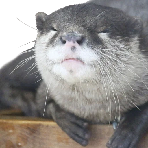otter, raton-laveur à loutre, petits loutres, otter animals, la loutre sourit