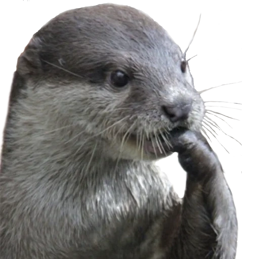 otter, fisher otter, otter, kotaro otter, little otter
