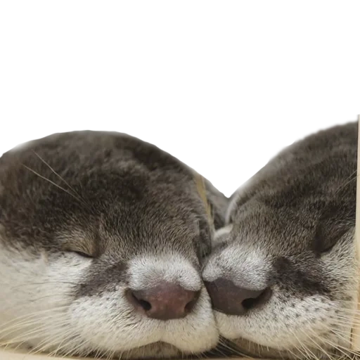 two otters, otter sweetheart, little otter, otter animal, kotaro hana otters