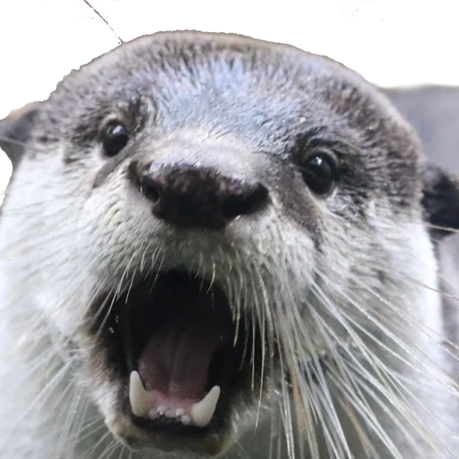 otter, mème de loutre, otter, loutre de mer, otter animals