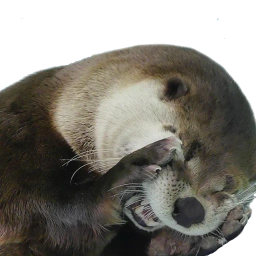 otter, hannah the otter, otter mink, kotaro otter, little otter