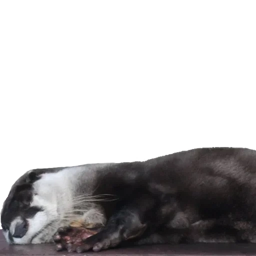 animal, animal de fundo, cachorro, selo do selo, a diferença entre focas e focas