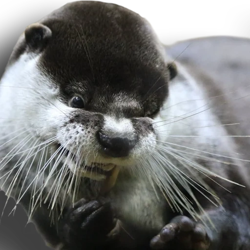 выдра, морская выдра, животные милые, маленькая выдра, small-clawed otter