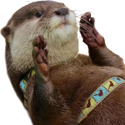 otter, rendez-vous, otter, petite loutre, otter animals