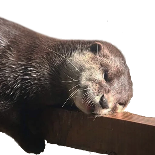 der otter, der otter, hausotter, der kleine otter, otter ohne knochen