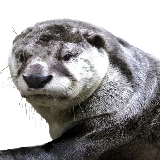 der otter, die obi seal, mira otter, der flussotter, der kleine otter