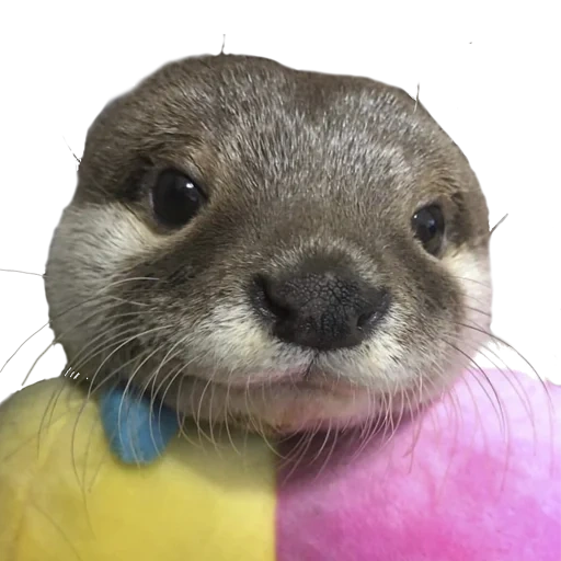 otter sweetheart, der kleine otter, tiere niedlich, ottertiere, lustige kleine tiere