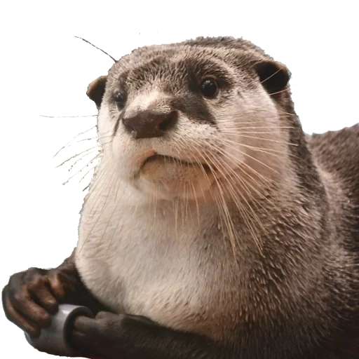 otter, river otter, sea otter, domestic otter, otter animal
