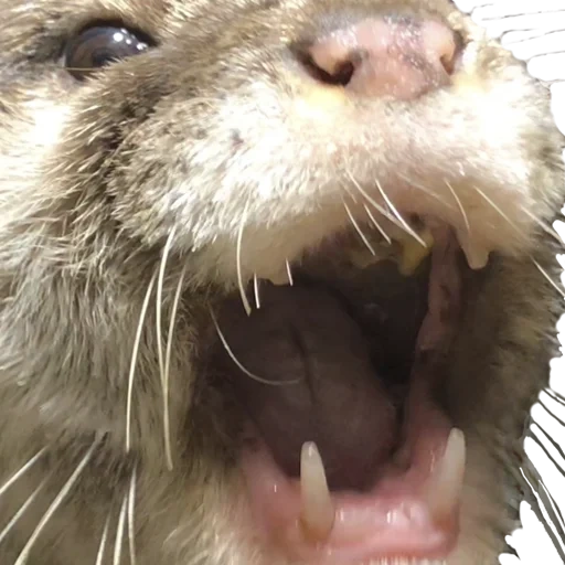 gato, nariz del ratón, dientes de rata, rata, rata gigante