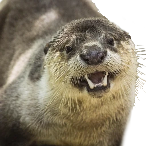 otter, otter mouth, otter good good, petite loutre, photos de loutre