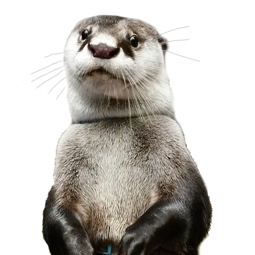 otter, vison de loutre, loutre de rivière, otter animals, otter