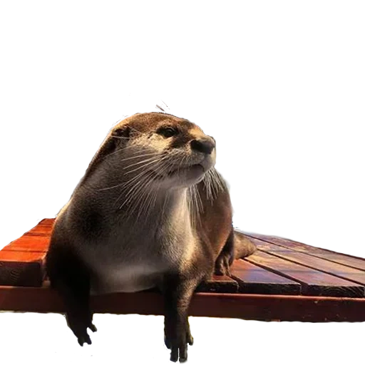 otter, der otter, der seeotter, ottertiere, otter auf weißem grund