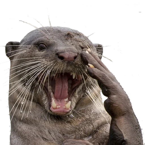 otter, otter who speaks with his tongue, otter, otter animal, river otters are eating