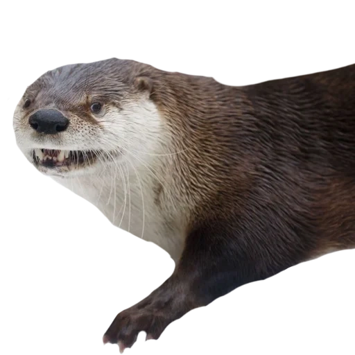 otter, otter white, river otter, otters are funny, big otter