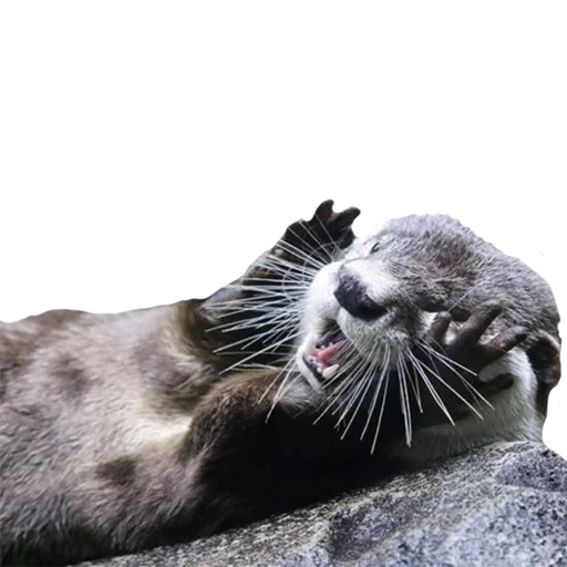 la lontra, pesce lontra, le lontre di mare, la lontra marina di kalan, seal seal seal