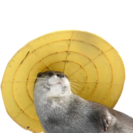 otter, animals, kotaro otter, funny animals, groundhog day spoof