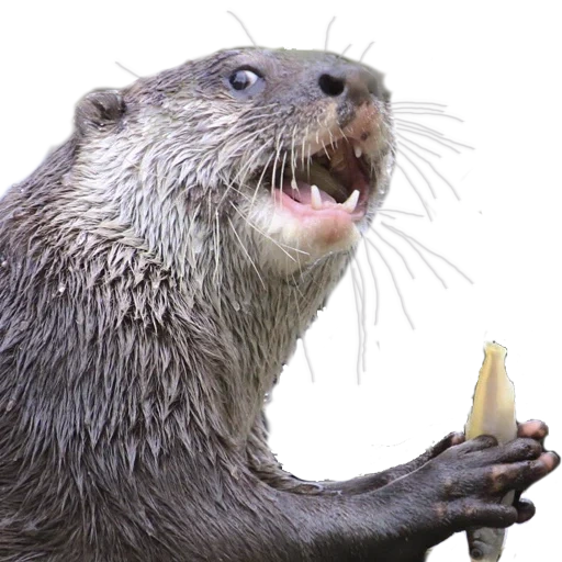 berang-berang, berang-berang laut, berang berang adalah binatang, berang berang itu biasa, otter buatan sendiri makan