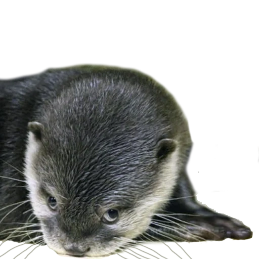 otter, little otter, otto otter, animals are cute, little otter