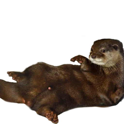otter, two otters, otter white background, otter, lufthansa otter toy